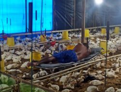 Peternak Milenial di Wotan Dorong Pemeliharaan Ayam dengan Sistem Close House